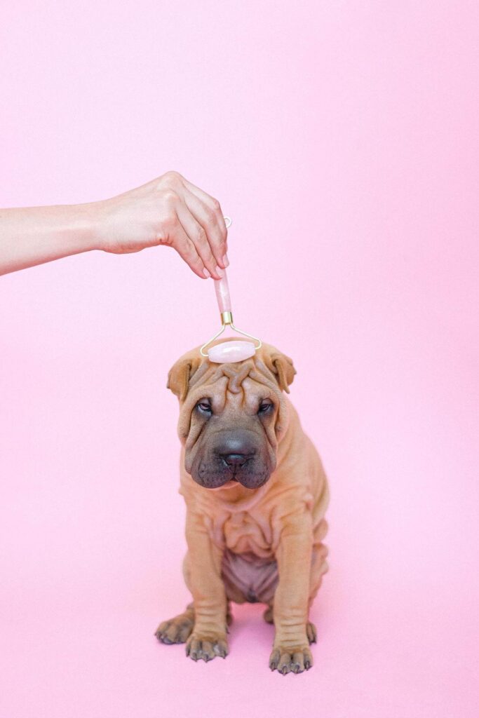 bring your dog to work.